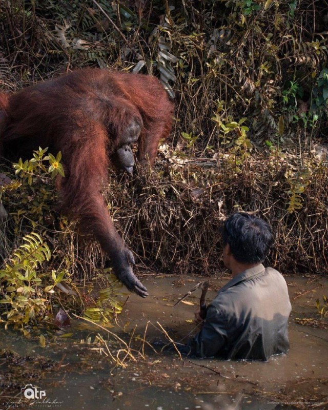 Create meme: An orangutan saved a man, The orangutan raised people, orangutan and human
