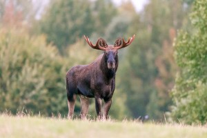 Создать мем: лось европейский, дикий лось, уссурийский лось