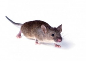 Create meme: face rat, mouse, house mouse on white background