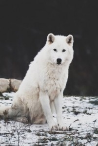 Create meme: animal, winter wolf, white wolf
