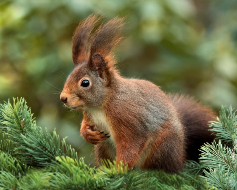 Create meme: common squirrel, animals of the forest squirrel squirrel, protein 