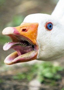 Create meme: goose closeup, goose, the beak of a goose