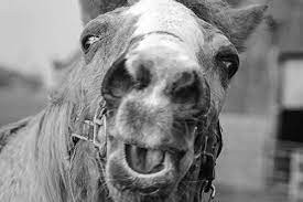 Create meme: the scariest horse in the world, a drop of nicotine kills a horse, scary horse