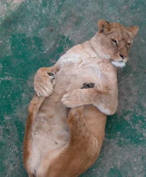 Create meme: lioness , taigan Park of Lions, pregnant cougar