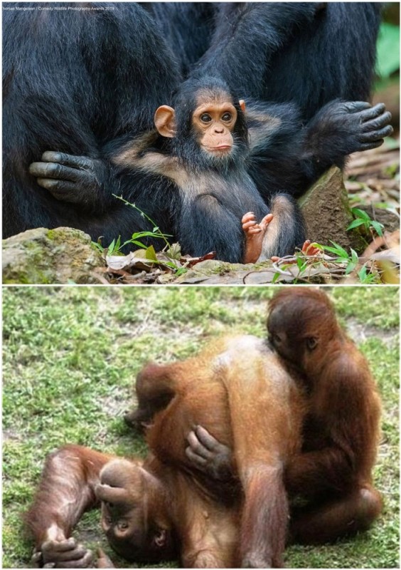 Create meme: intercourse monkeys, baby chimpanzee, male chimpanzees