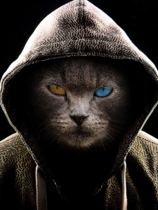 Create meme: Cat, hood, cool pictures of cats