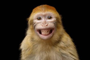 Создать мем: monkey, обезьянки, макака