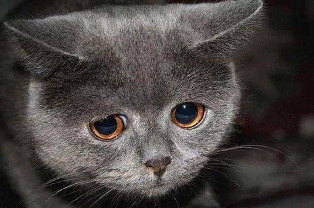 Создать мем: грустный котик мем, грустный серый кот, грустный котик