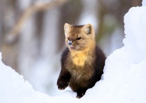 Создать мем: куница, кошка, соболь животное