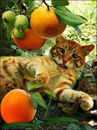 Создать мем: кот на яблоне, мандариновая кошка, день апельсиновых котов