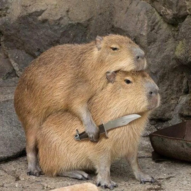 Create meme: angry capybara, large capybara guinea pigs, capybaras 