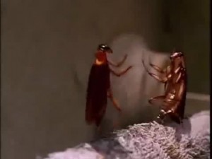 Create meme: cockroach frenzy, cockroaches eukraine Joe, dance of the cockroach