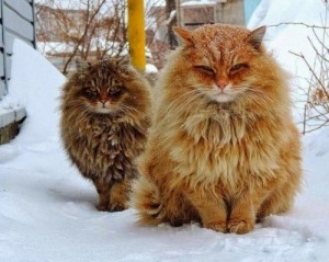 Create meme: siberian cat, a cat with a thick undercoat, the Norwegian forest cat and Fox