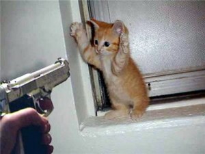 Create meme: Shoot the kitten