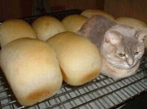 Create meme: I am the bread, I'm not a bread, hlep cat