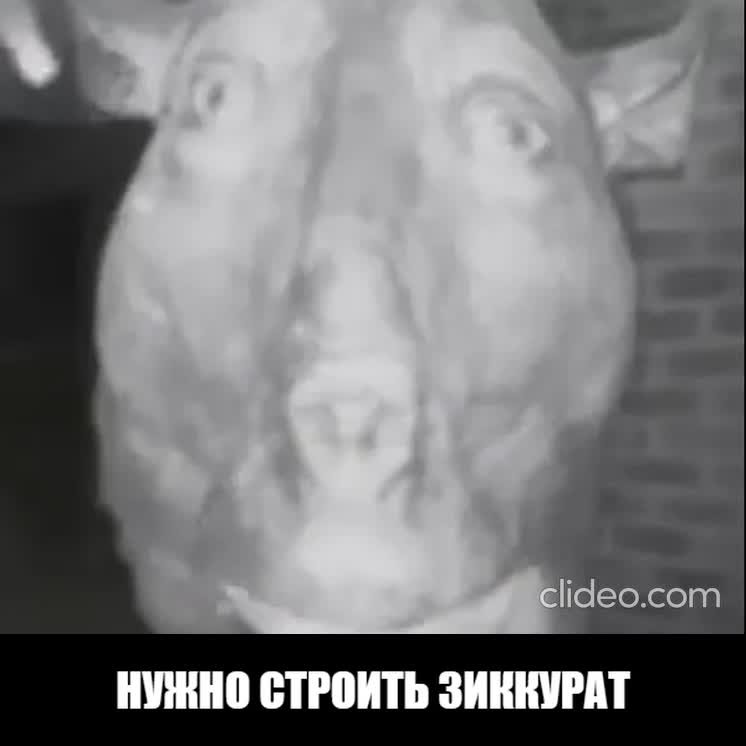 Create meme: meme pig , pig , scary cow