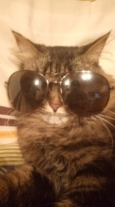 Создать мем: коты, кот, обои кот в очках
