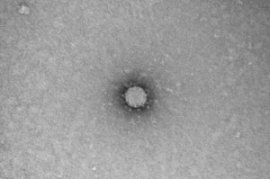 Create meme: Small object, coronavirus under a microscope, virus