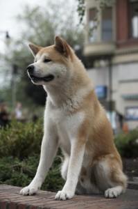 Create meme: the dog Hachiko, waiting for Hachiko