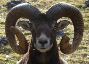 Create meme: RAM, jealous, mouflon