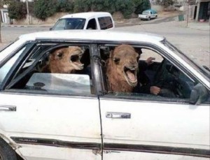 Создать мем: camel, broken car, в машине