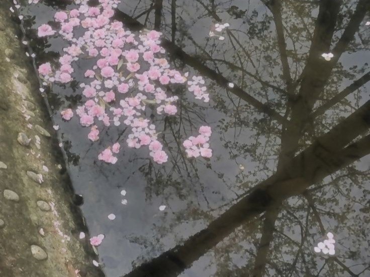 Create meme: Sakura in Japan, Sakura , Japan cherry blossom