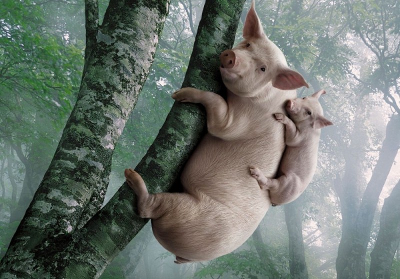 Создать мем: медведь и свинья, свинья на дереве, свинья красивая