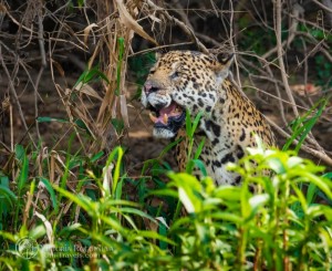 Create meme: the leopard grin, jaguar