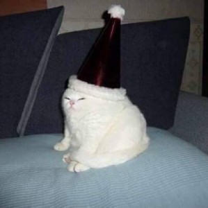 Создать мем: кошки смешные, cursed cat, кот