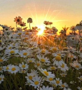 Create meme: Daisy, field daisies photo, good summer morning photo