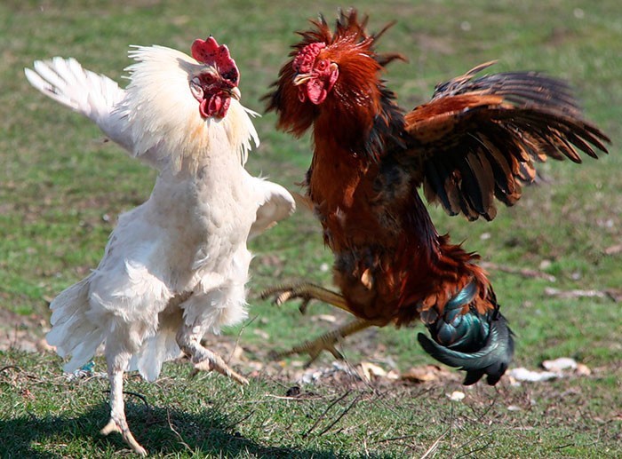 Create meme: roosters fight, cockfighting, fighting cocks are fighting