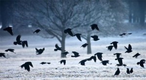 Создать мем: вороны зимой 1920х1080, картинка белой вороны в стае чёрных, фото стаи воронов