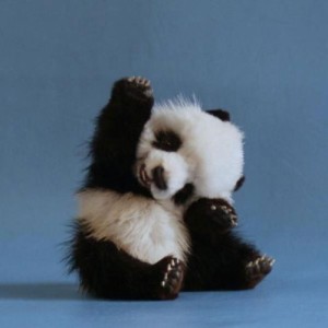 Create meme: Panda, panda bear, baby panda