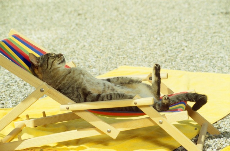 Создать мем: котик в отпуске, кот на шезлонге, последний день отпуска