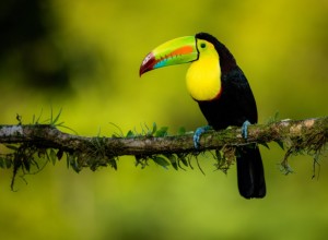 Create meme: background animals, Toucan