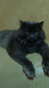 Create meme: black cat, Maine Coon, cat Maine Coon