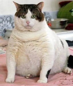 Создать мем: толстая кошка, толстый котик, самые толстые коты