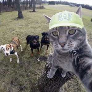 Создать мем: кошка селфи, кот, cat selfie