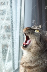 Create meme: yawning cat, cat, cat calls