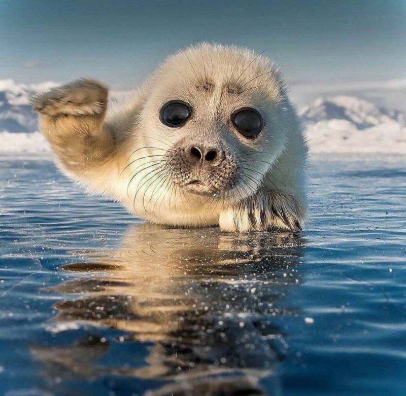 Create meme: baby seal, baikal seal, seal 