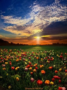 Create meme: field of flowers, flower field, flowers at sunset