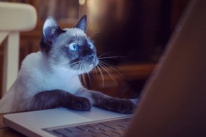 Создать мем: кошка за компьютером, котики, кот за ноутбуком