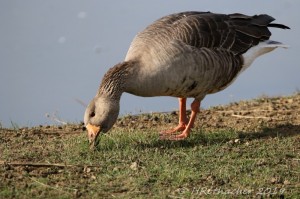 Create meme: goose