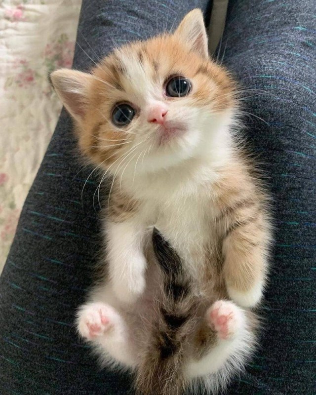 Create meme: Cute kittens are funny, cute cats, very cute kittens 
