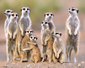 Create meme: suricatta photo, many photos of meerkats, seven meerkats funny pictures