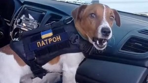 Создать мем: джек рассел полицейский, полицейская собака, собака в