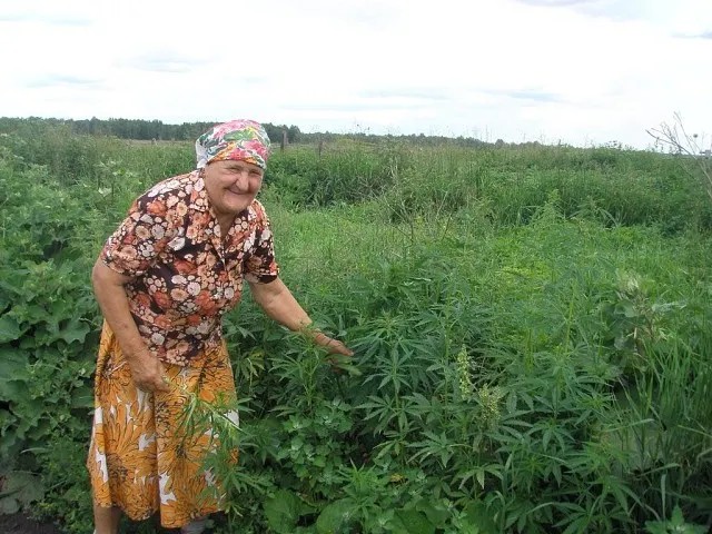Создать мем: бабушка с марихуаной, бабушка с коноплей, бабки с коноплей