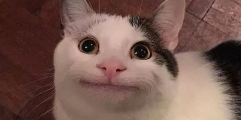 Create meme: cats are funny, smiling cat , cat meme 