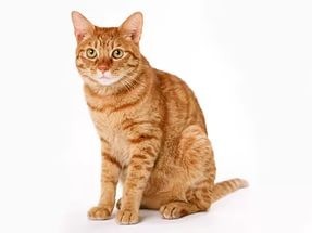 Create meme: cat, red cat on a white background, Cat