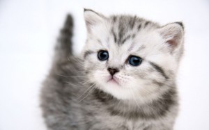 Create meme: kitties, grey kitten, cute kittens